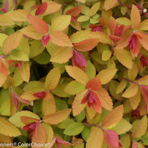 Double Play® Big Bang Spirea - Shipped