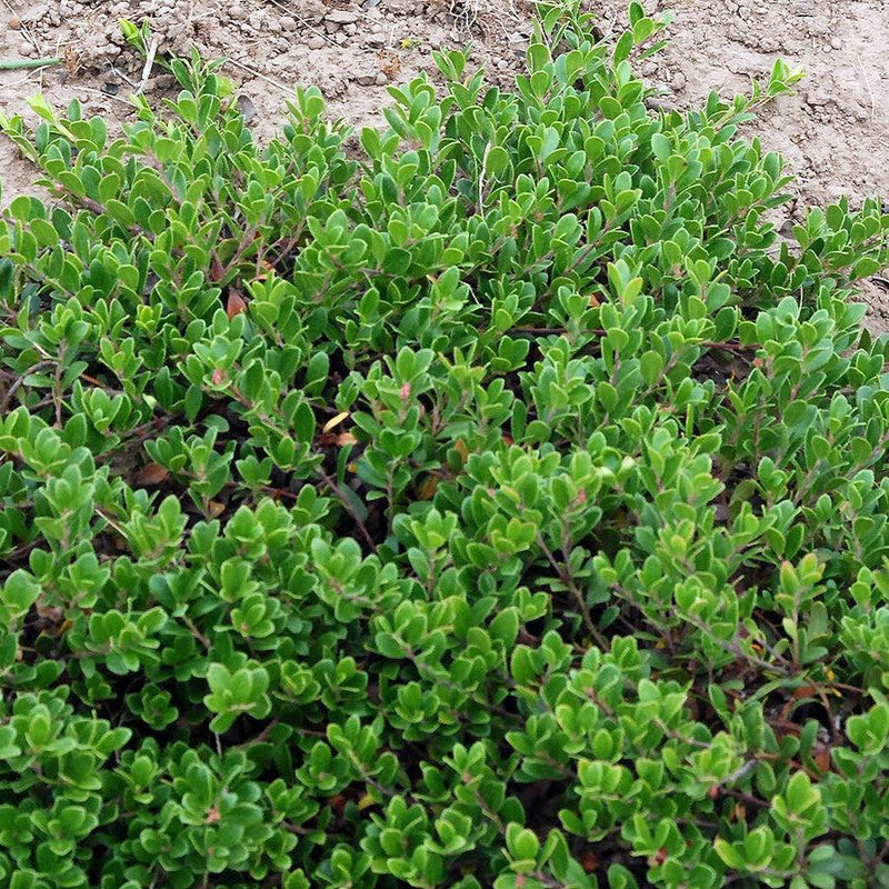 Massachusetts Bearberry - Shipped