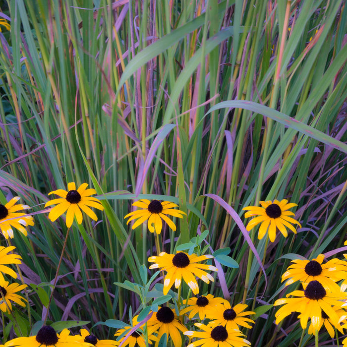 Schizachyrium scoparium 'Twilight Zone' PP27432  - Twilight Zone Little Bluestem - Shipped