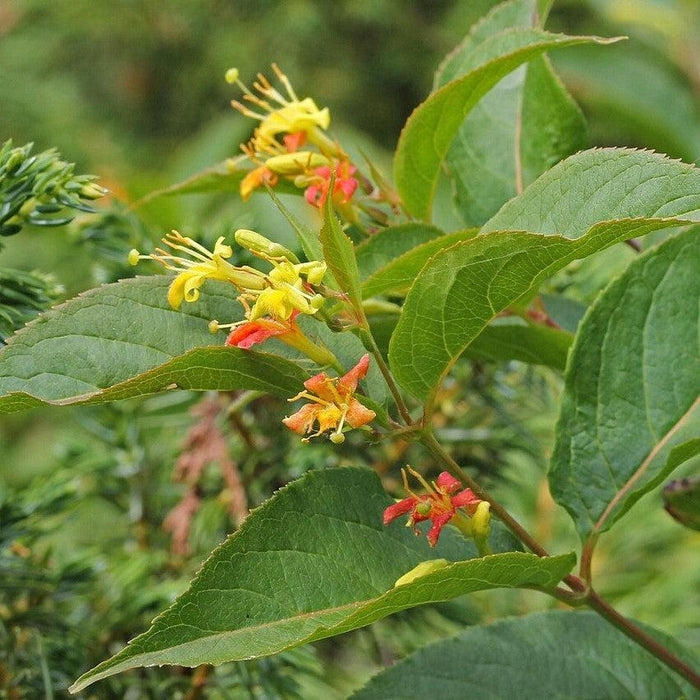 Diervilla lonicera  - Dwarf Bush Honeysuckle - Shipped