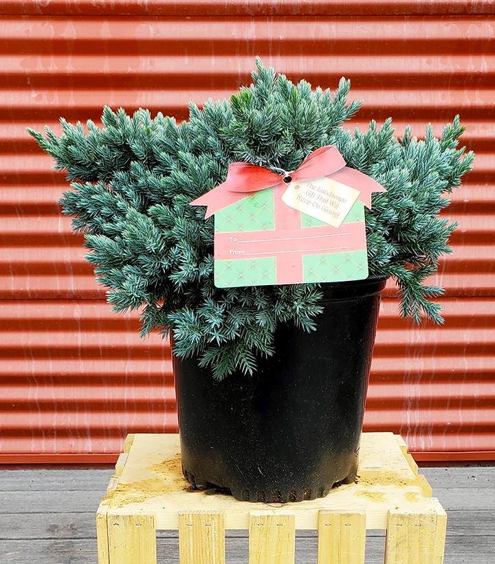 Juniperus squamata 'Blue Star' - Shipped