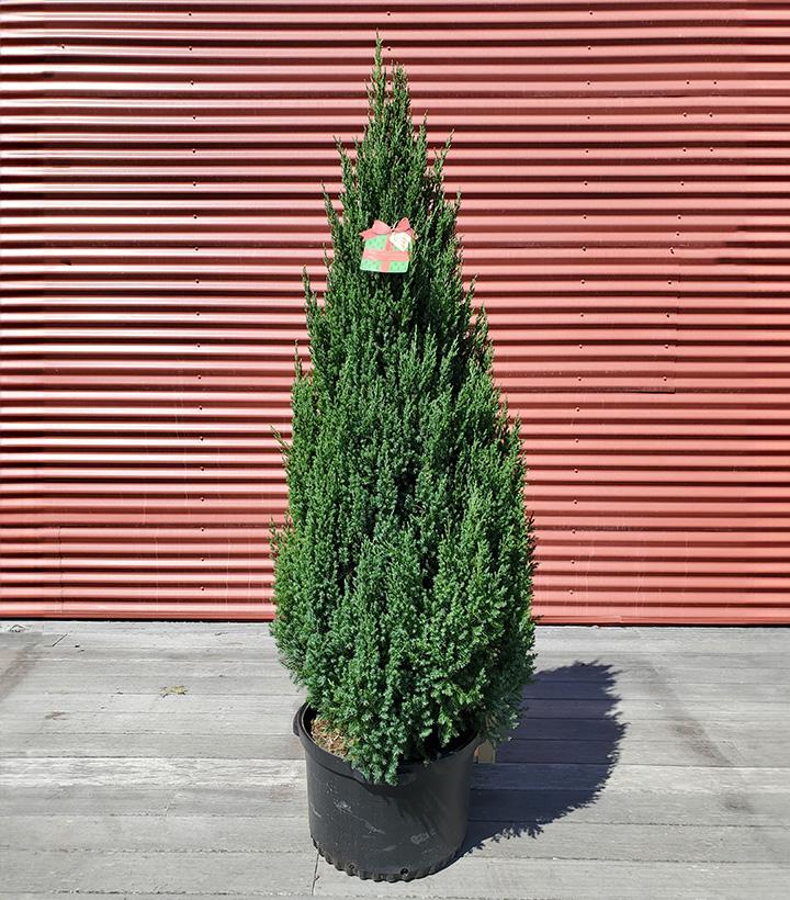 Juniperus chinensis 'Blue Point' - Shipped