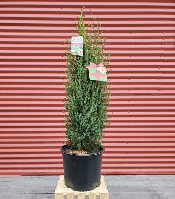 Juniperus communis 'Gnom'