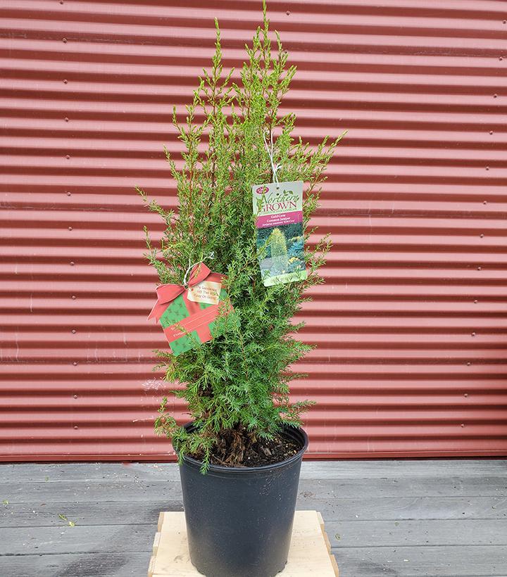 Juniperus communis 'Gold Cone' - Shipped