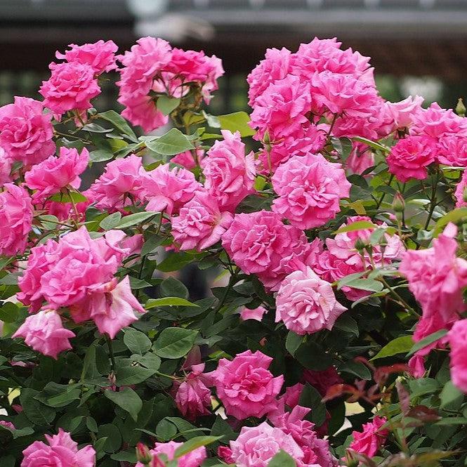 Zéphirine Drouhin Rose - Shipped