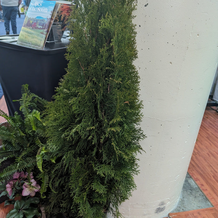 Thuja occidentalis 'Smaragd'  - Emerald Green Arborvitae - Shipped