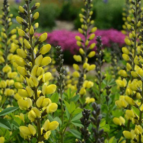 Decadence® Lemon Meringue Baptisia - Shipped