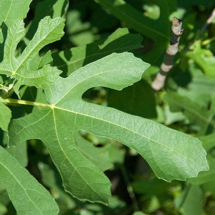 Ficus carica 'Majoam'  - 'Little Miss Figgy' Fig - Shipped