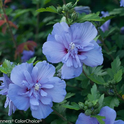 Hibiscus syriacus 'Notwoodthree'  - Blue Chiffon® Hibiscus - Shipped