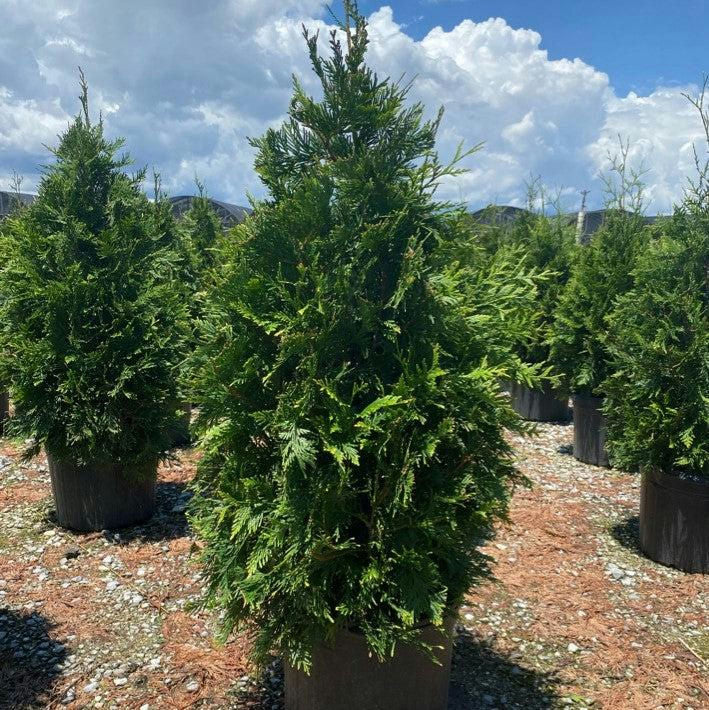 Thuja x 'Green Giant' - Shipped