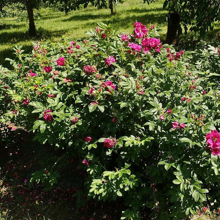 Purple Pavement Rugosa Rose - Shipped