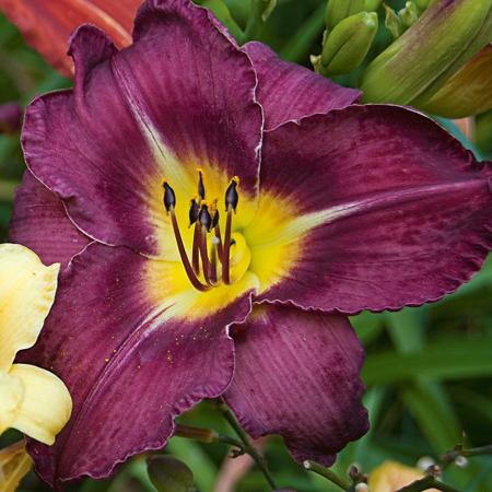 Hemerocallis 'Bela Lugosi'  - Bela Lugosi Daylily - Shipped