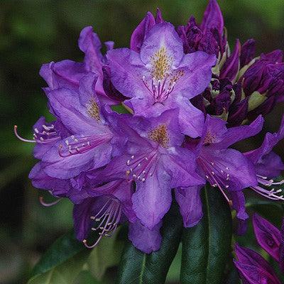 Lee's Dark Purple Rhododendron - Shipped