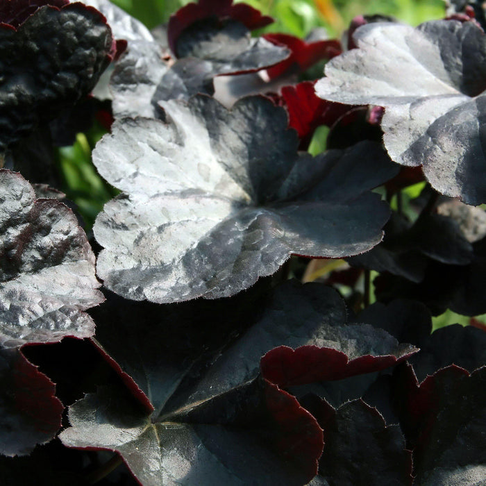 Heuchera 'Obsidian'  - Obsidian Coral Bells - Shipped