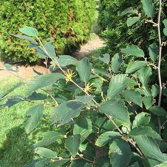 Hamamelis virginiana  - Witch Hazel - Shipped