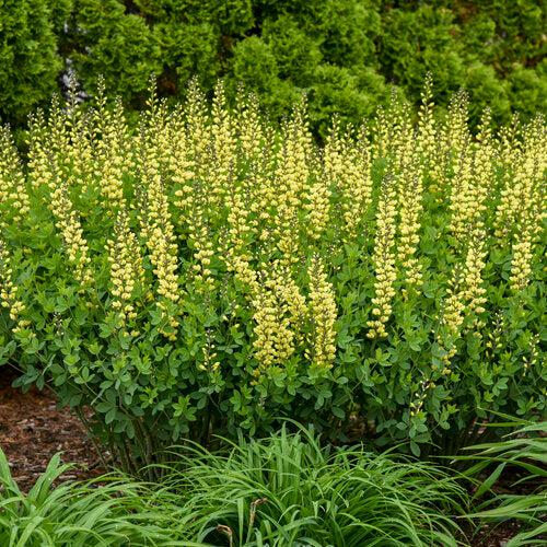Decadence® Lemon Meringue Baptisia - Shipped