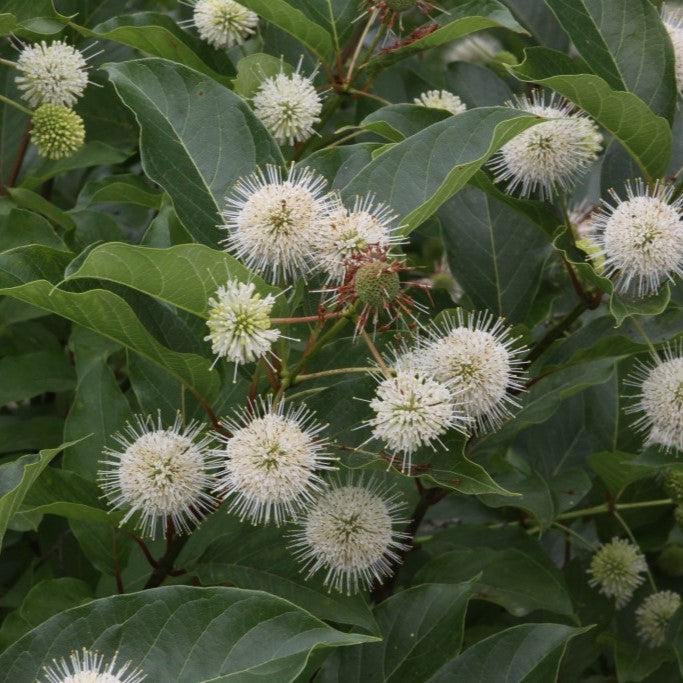 Cephalanthus occidentalis 'Kolmoon'  - Magical® Moonlight Buttonbush - Shipped