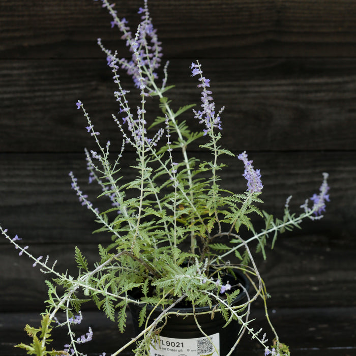 Perovskia atriplicifolia  - Russian Sage - Shipped