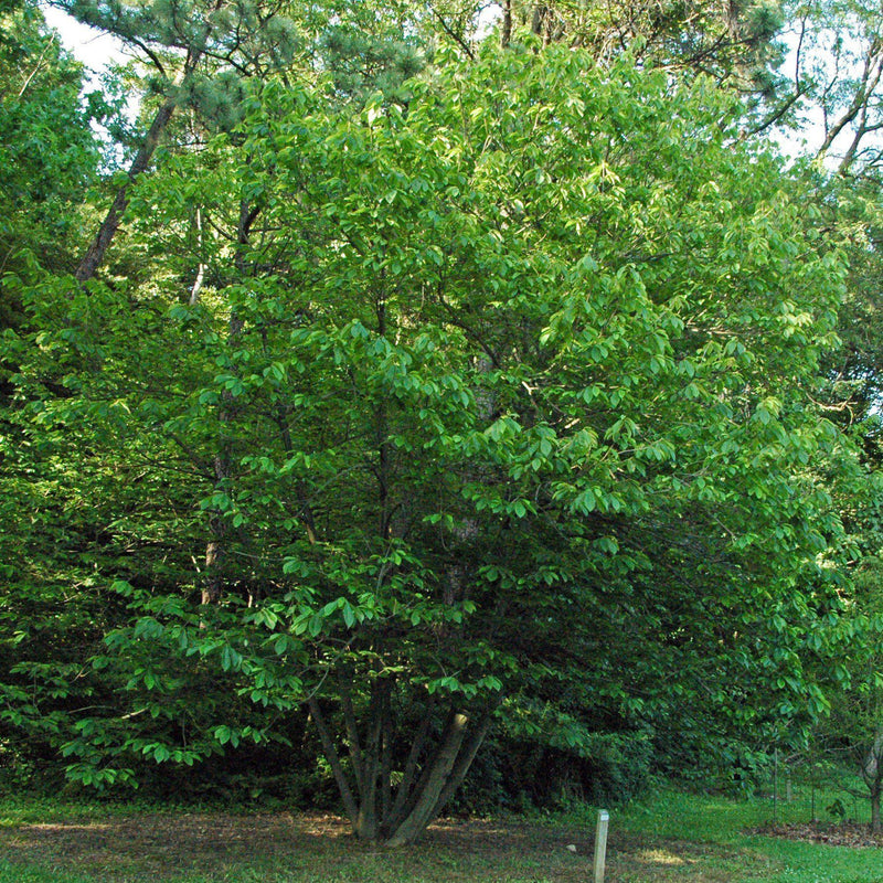 Common Pawpaw, Tall Pawpaw - Shipped
