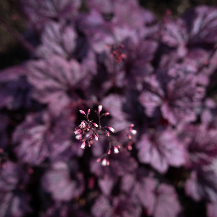 Heuchera x 'TNHEUFP'  - Forever® Purple Coral Bells - Shipped