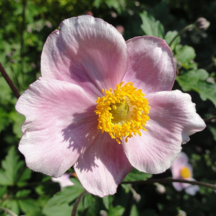 Anemone tomentosa 'Robustissima'  - Robustissima Grape Leaf Anemone - Shipped
