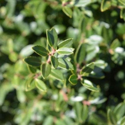 Ilex crenata 'Hoogendorn'  - Hoogendorn Holly - Shipped
