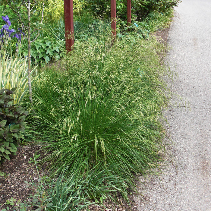 Deschampsia cespitosa 'Goldtau'  - Golden Dew Tufted Hair Grass - Shipped