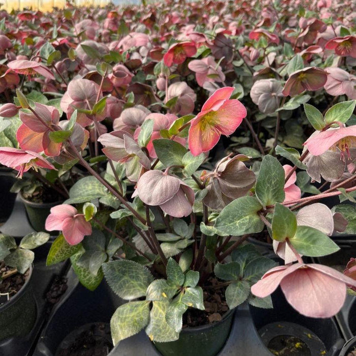 Helleborus x hybridus 'ABCRD01'  - FrostKiss™ Penny's Pink® Lenten Rose - Shipped