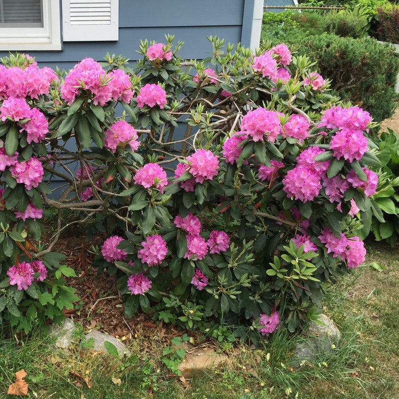 Roseum Elegans Rhododendron - Shipped