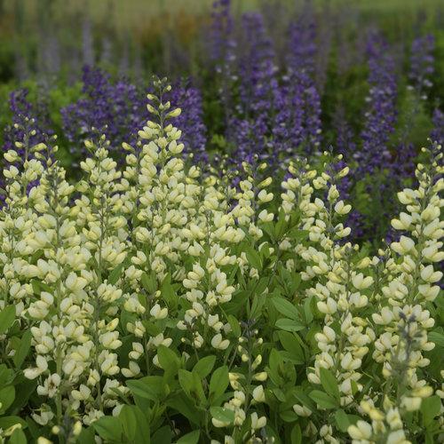 Decadence® Vanilla Cream False Indigo - Shipped