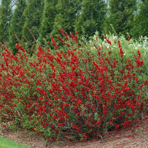 PW® Double Take™ Scarlet Flowering Quince - Shipped