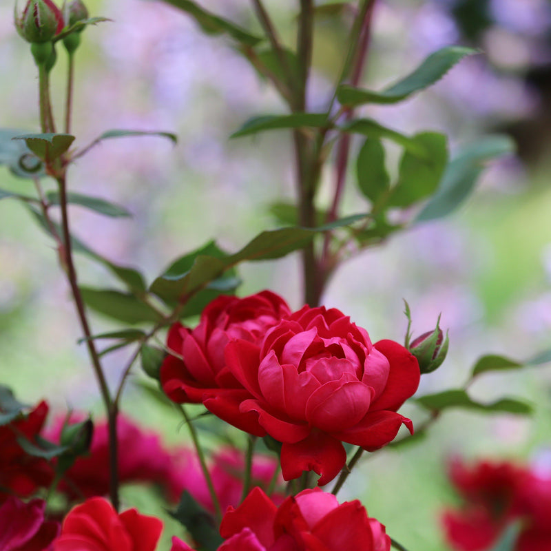 Petite Knock Out® Rose - Shipped