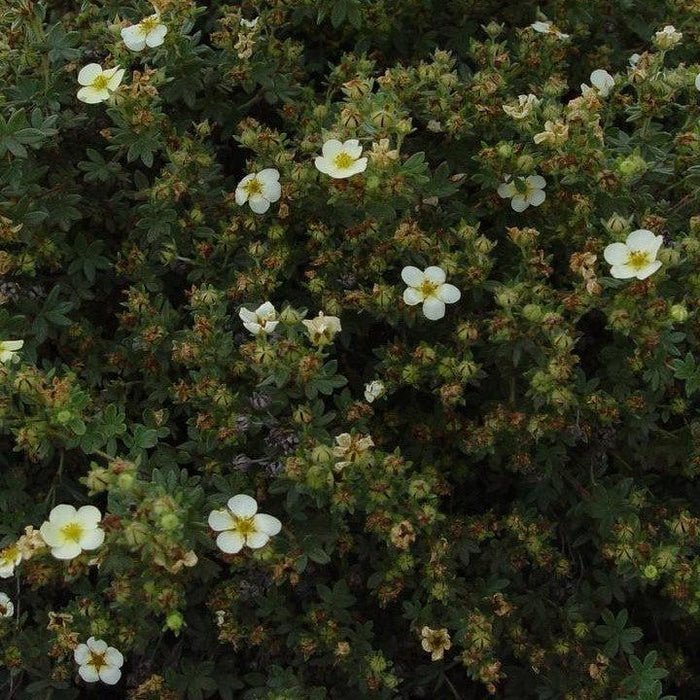 Potentilla fruticosa 'Abbotswood'  - Abbotswood Potentilla - Shipped