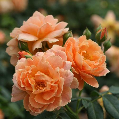 Proven Winners® Color Choice® At Last® Rose - Shipped