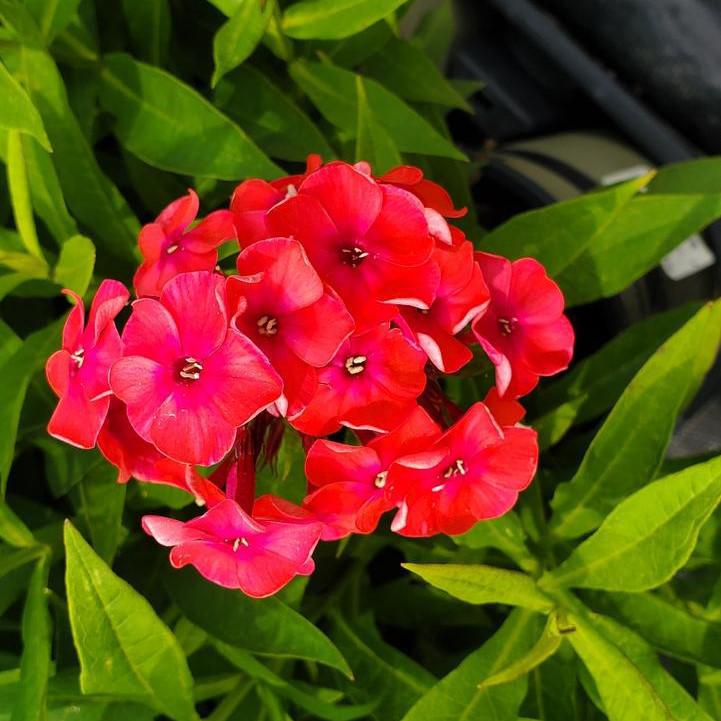 Volcano® Ruby Phlox - Shipped
