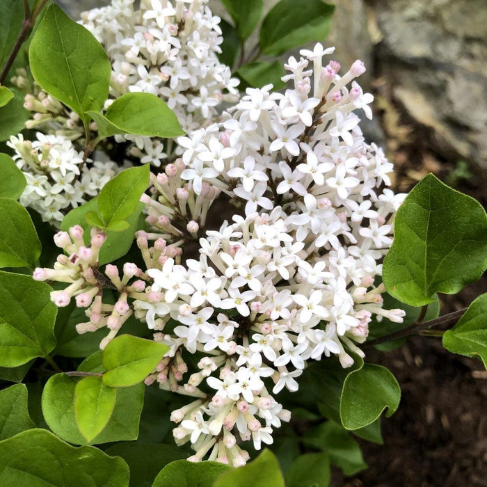 Syringa meyeri 'JDB123WHITEHOUSE'  - Bloomin' Easy® Pearl Potion™ Korean Lilac - Shipped