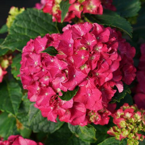 Wee Bit Grumpy® Hydrangea - Shipped