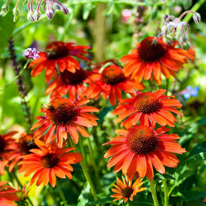 Echinacea 'Panama Red'  - Panama® Red Coneflower - Shipped
