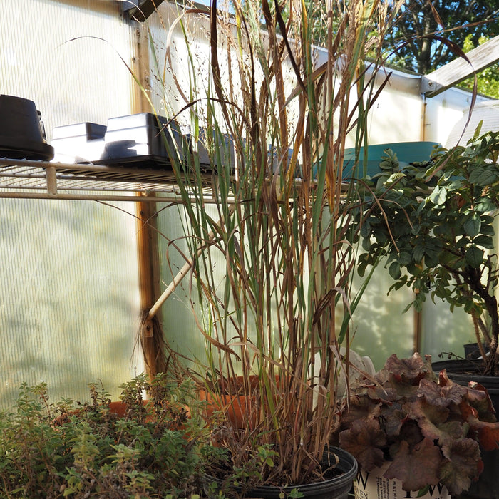 Panicum virgatum 'Heavy Metal'  - Heavy Metal Switch Grass - Shipped