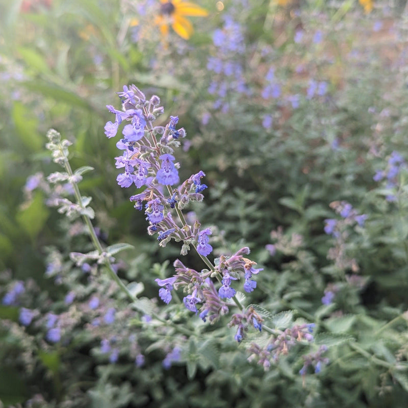 Walker's Low Catmint - Shipped