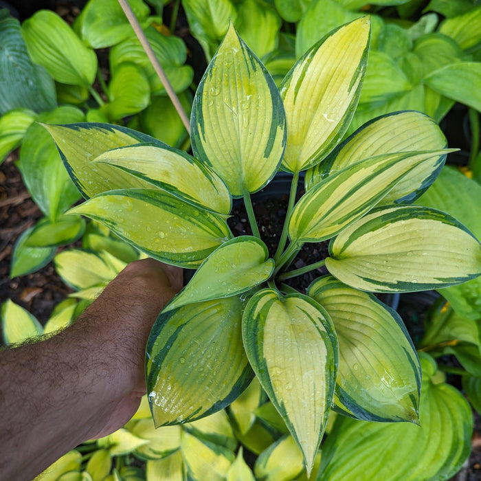 Hosta 'June'  - June Hosta - Shipped