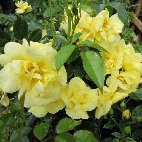Flower Carpet® Yellow Rose - Shipped