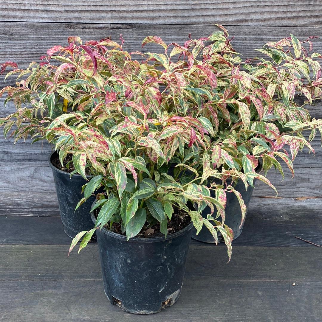 rainbow house plant Leucothoe, Rainbow Drooping Leucothoe