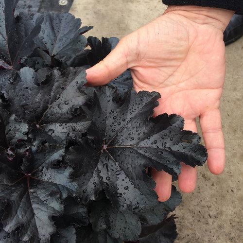 Primo® Black Pearl Coral Bells - Shipped