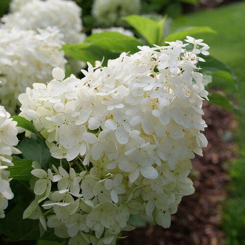 PW® Puffer Fish® Hydrangea - Shipped