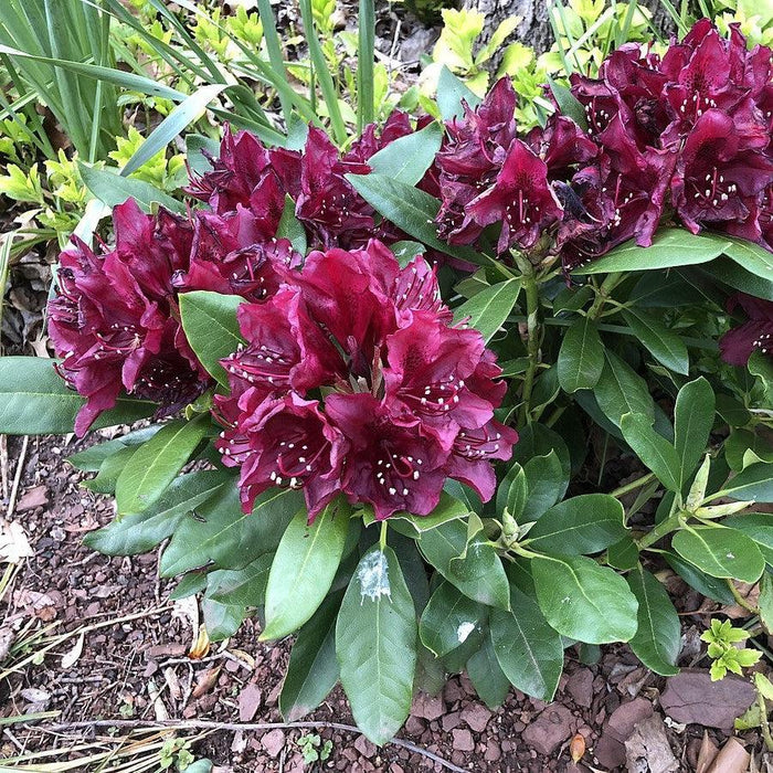 Rhododendron x 'Dark Lord'  - Dark Lord Azalea - Shipped