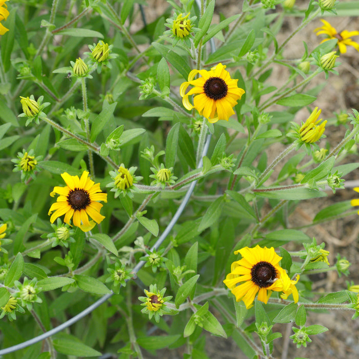 Rudbeckia 'American Gold Rush'  - American Gold Rush Black-Eyed Susan - Shipped