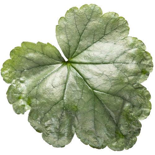 Heuchera 'Dolce Spearmint' PP31281  - Dolce® Spearmint Heuchera - Shipped