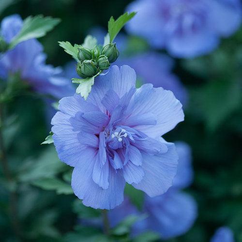 Hibiscus syriacus 'Notwoodthree'  - Blue Chiffon® Hibiscus - Shipped