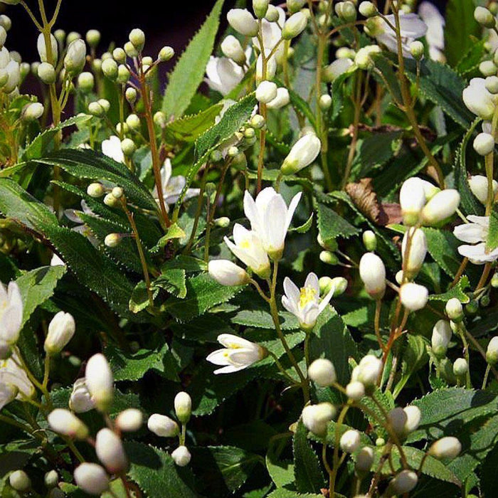Dwarf Nikko Deutzia - Shipped